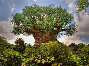 Disney's Animal Kingdom